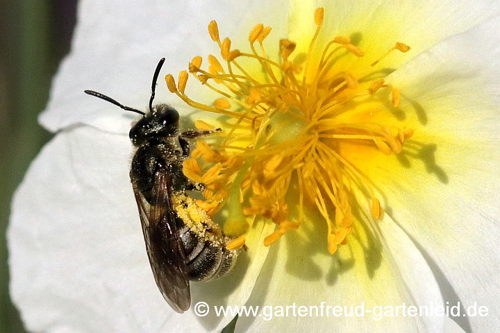 Lasioglossum calceatum (Gewöhnliche Schmalbiene, Weibchen), hier auf Helianthemum apenninum (Apenninen-Sonnenröschen)