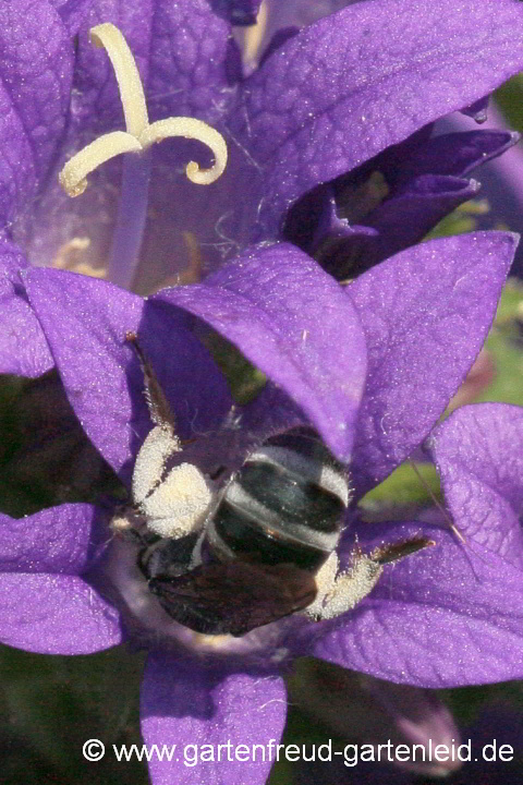 Campanula glomerata mit Lasioglossum costulatum (Weibchen)