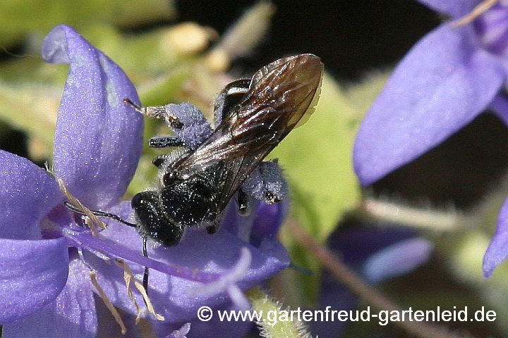 Lasioglossum costulatum (Weibchen) sammelt blaue Campanula-fenestrellata-Pollen