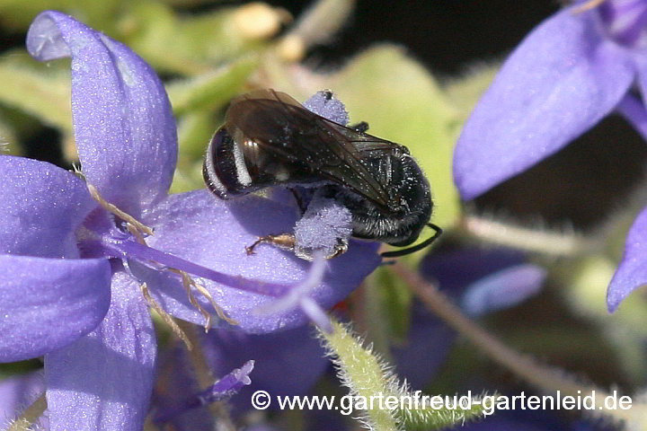 Lasioglossum costulatum (Weibchen) sammelt Pollen von Campanula fenestrellata