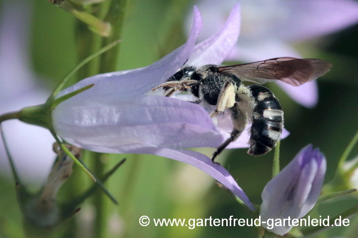 Lasioglossum costulatum (Glockenblumen-Schmalbiene, Weibchen) sammelt Pollen von Campanula rotundifolia (Rundblättrige Glockenblume)