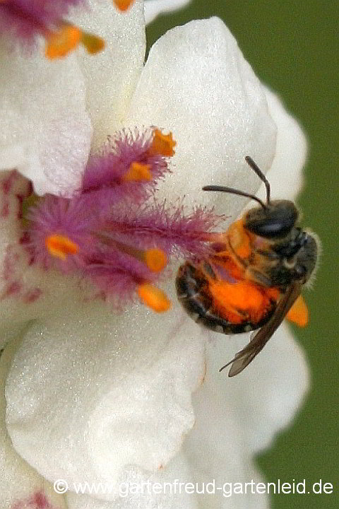 Lasioglossum nitidulum weiblich an Verbascum chaixii 'Album'