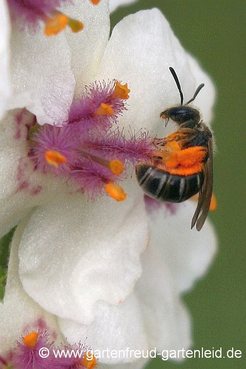 Ein Weibchen der Glänzenden Schmalbiene sammelt Pollen an Verbascum chaixii