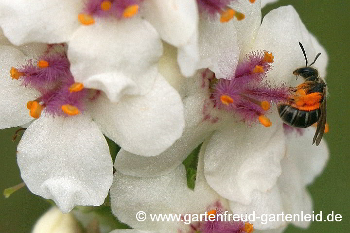 Lasioglossum nitidulum beim Pollensammeln auf Verbascum chaixii 'Album'