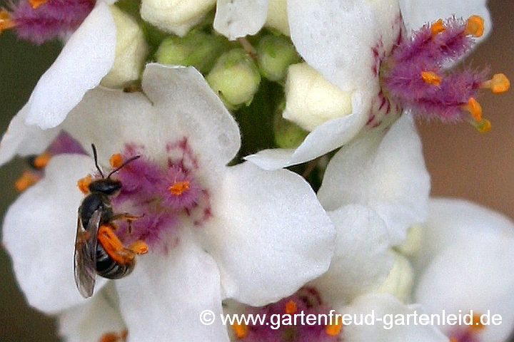 Ein Weibchen der Glänzenden Schmalbiene sammelt Pollen an Verbascum chaixii (Französische Königskerze)