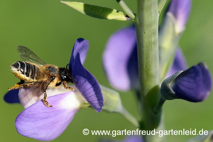 Megachile centunculatis (Weibchen) sammelt Pollen an Baptisia australis (Indigolupine)