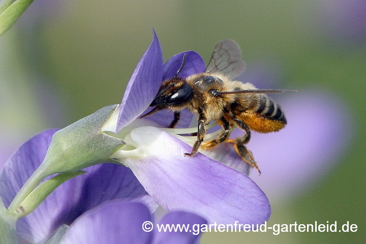 Weibchen von Megachile centuncularis, hier auf Baptisia australis