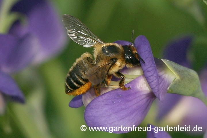 Megachile centuncularis (Weibchen) an Baptisia australis