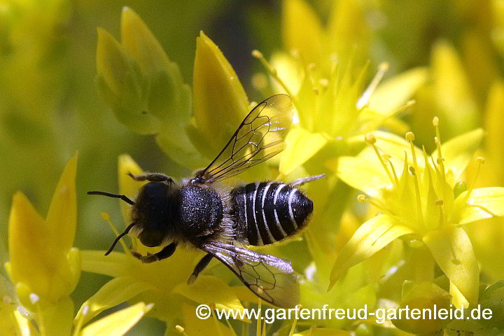 Sedum acre mit Megachile rodundata – Scharfer Mauerpfeffer mit Luzerne-Blattschneiderbiene