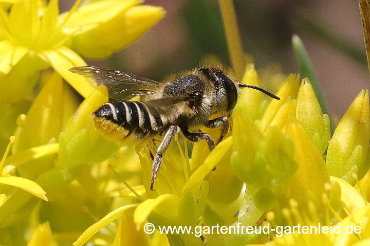 Megachile rotundata (Weibchen) auf Sedum acre (Scharfer Mauerpfeffer)