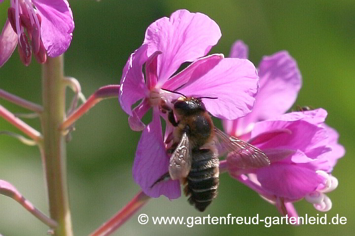 Garten-Blattschneiderbiene (Megachile willughbiella) auf Epilobium angustifolium – Wald-Weiden­röschen