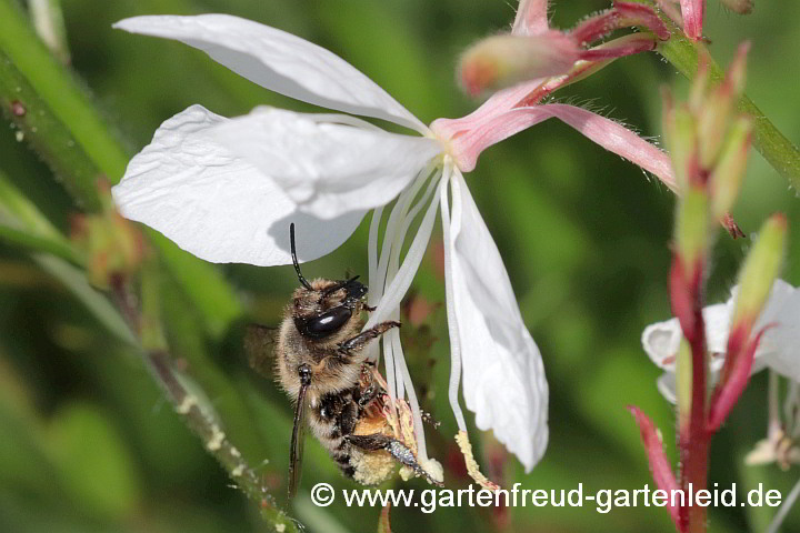 Megachile willughbiella beim Pollensammeln auf Gaura lindheimeri