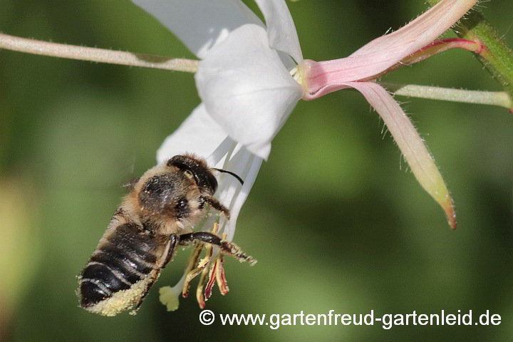 Megachile willughbiella (Weibchen) sammelt Pollen von Gaura lindheimeri