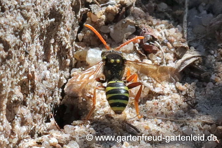 Feld-Wespenbiene (Nomada goodeniana, Weibchen)