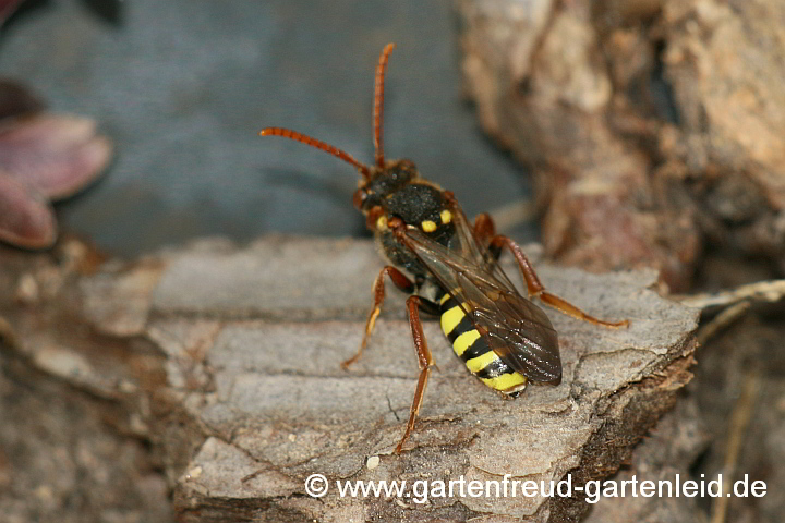 Wiesen-Wespenbiene (Nomada marshamella, Weibchen)