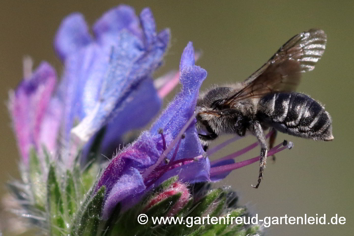 Osmia adunca (Natternkopf-Mauerbiene, Weibchen) an Echium vulgare