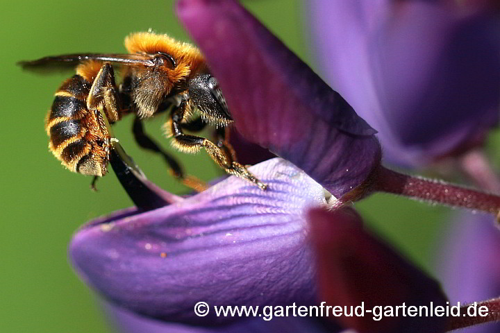 Osmia aurulenta (Weibchen), hier auf Lupinus polyphyllus