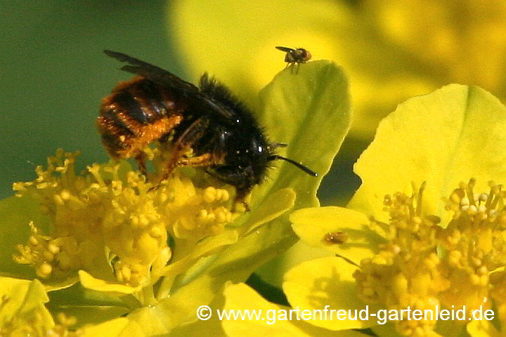 Osmia bicolor auf Euphorbia epithymoides – Zweifarbige Schneckenhaus-Mauerbiene auf Gold-Wolfsmilch