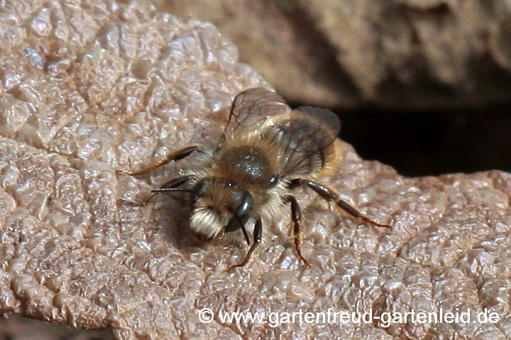 Osmia bicolor (Männchen) – Zweifarbige Schneckenhaus-Mauerbiene