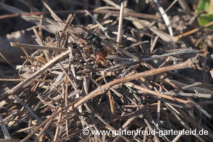 Osmia bicolor (Weibchen) beim Nest-Einbauen