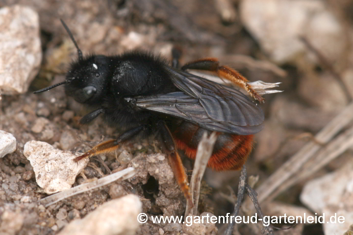 Osmia bicolor (Weibchen) – Zweifarbige Schneckenhaus-Mauerbiene