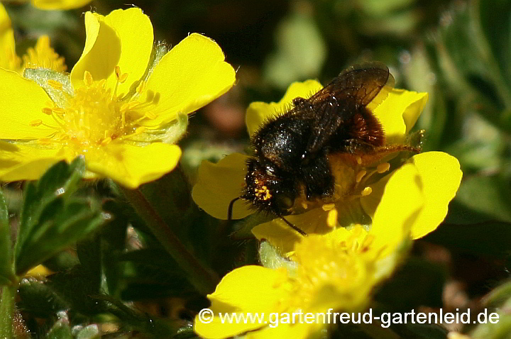 Osmia bicolor (Zweifarbige Mauerbiene, Weibchen) auf Potentilla neumanniana (Frühlings-Fingerkraut)