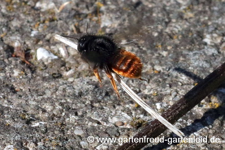 Osmia bicolor (Weibchen) beim Materialtransport