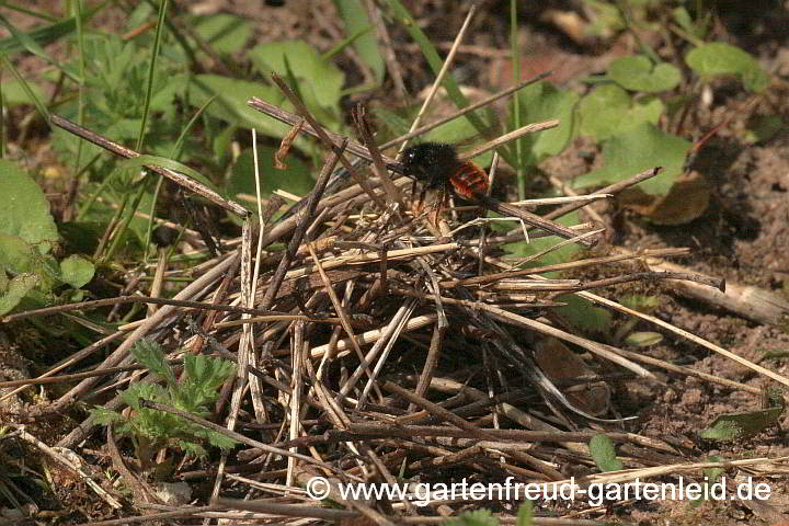 Osmia bicolor baut in leere Schneckenhäuser und drapiert Stängel drumherum