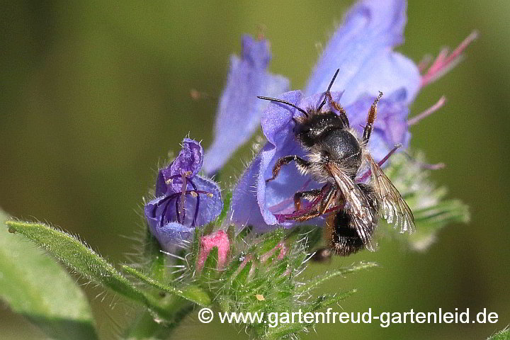 Osmia bicornis (Weibchen) auf Echium vulgare