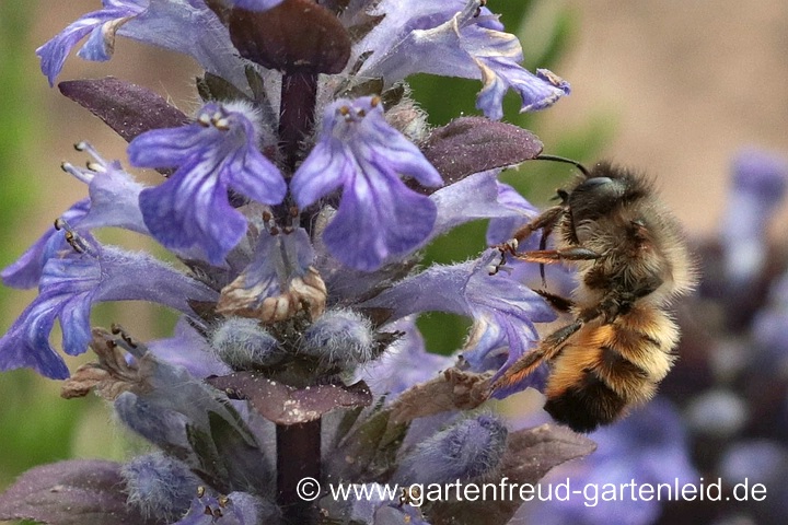 Osmia bicornis (Weibchen) auf Ajuga reptans 'Atropurpurea'