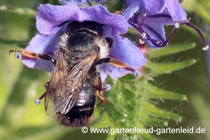 Rostrote Mauerbiene (Osmia bicornis – Weibchen) auf Echium vulgare