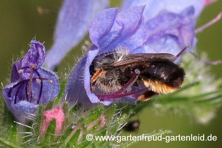 Rostrote Mauerbiene (Osmia bicornis – Weibchen) auf Echium vulgare