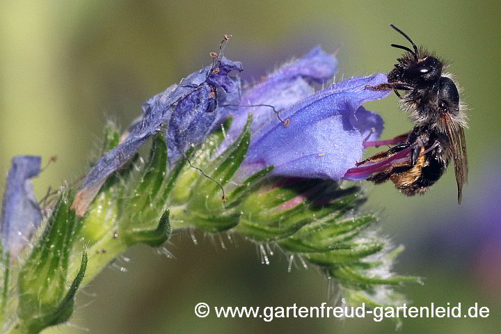 Osmia bicornis (Rostrote Mauerbiene, Weibchen) an Echium vulgare