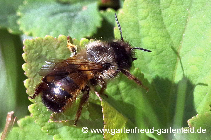 Osmia bicornis – Rostrote Mauerbiene (Weibchen)