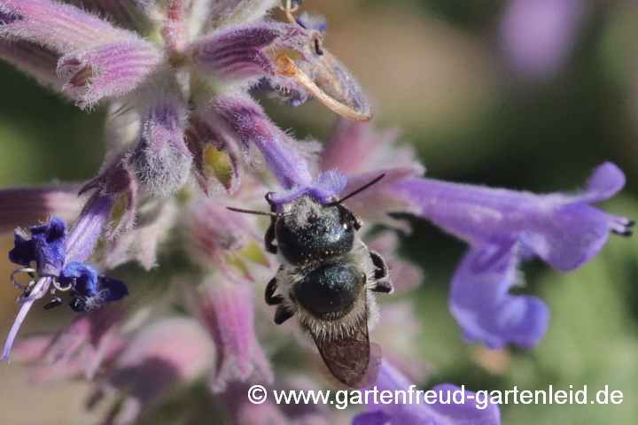 Osmia caerulescens (Weibchen) auf Nepeta x faassenii