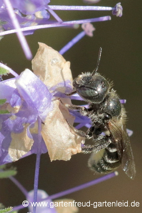 Osmia leucomelana (Weibchen)