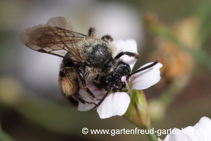 Andrena bicolor (Zweifarbige Sandbiene, Weibchen 2. Generation) auf Petrorhagia saxifraga (Steinbrech-Felsennelke)