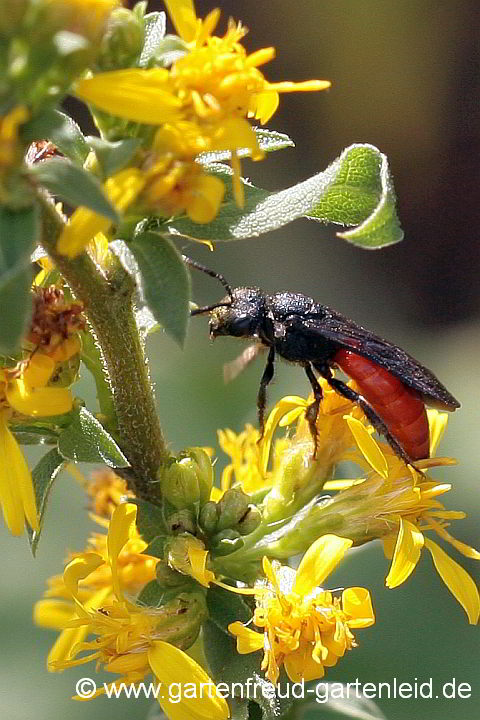 Eine der Kuckucksbienen: Sphecodes albilabris (Weibchen) auf Solidago virgaurea