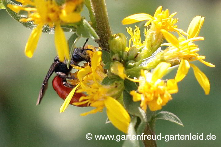 Weibchen der Kuckucksbiene Sphecodes albilabris an Solidago virgaurea