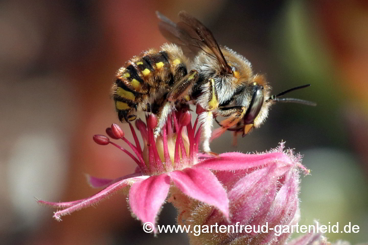 Anthidium manicatum ♂ auf Sempervivum-Blüte