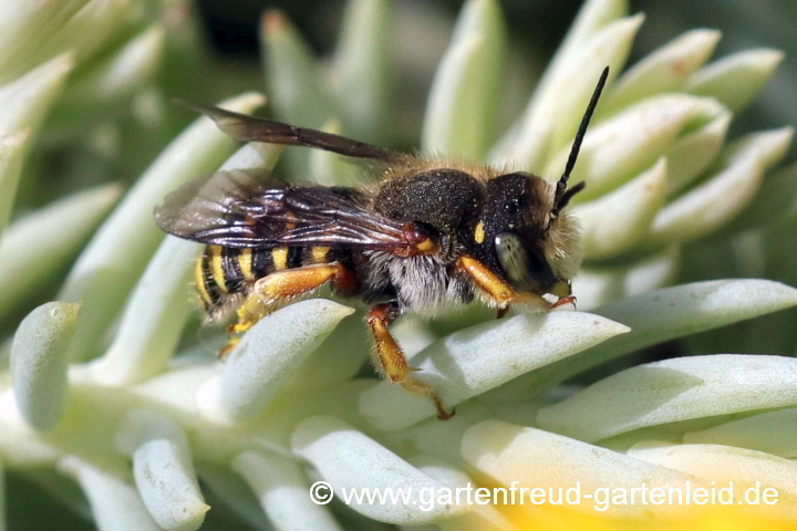 Anthidium oblongatum ♀ auf Sedum rupestre subsp. erectum