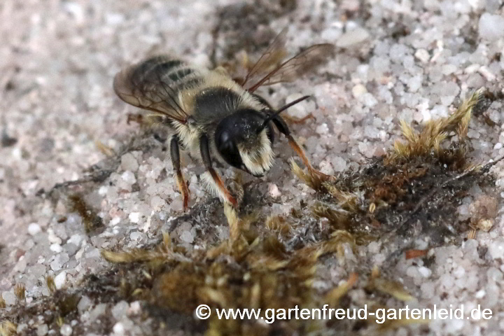 Megachile ericetorum ♂