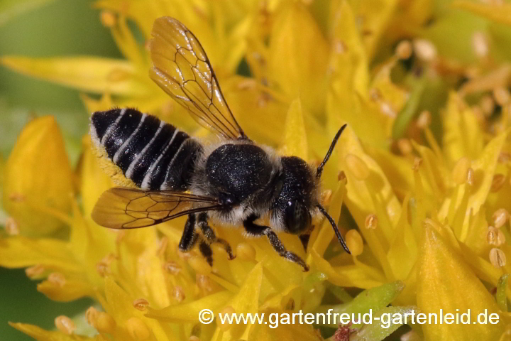 Megachile rotundata ♀ auf Sedum acre