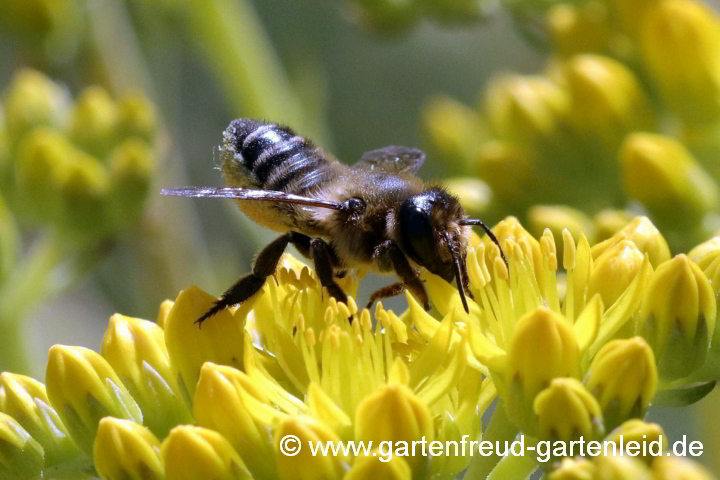 Megachile willughbiella ♀ auf Sedum aizoon