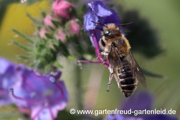 Osmia adunca ♂ auf Echium vulgare