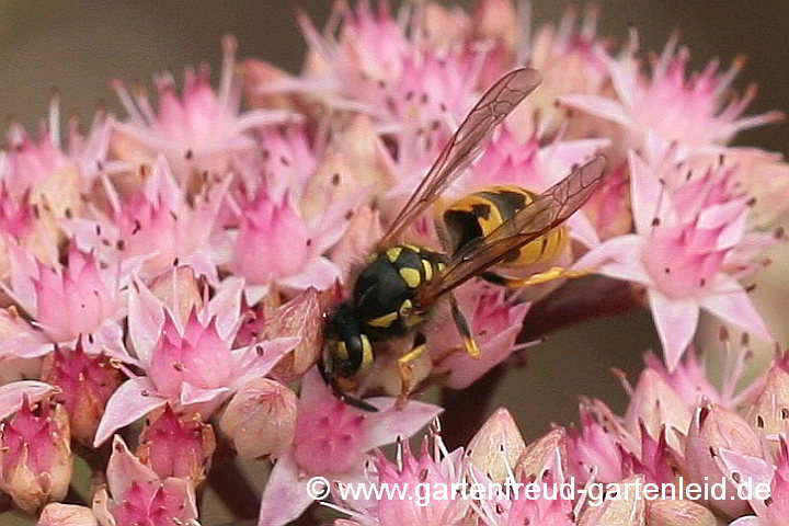 Vespula germanica, die Deutsche Wespe, an Sedum 'Matrona'