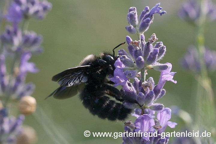 Holzbienen sind richtige Brummer: Xylocopa violacea (Männchen) an Lavandula angustifolia