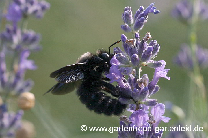 Holzbienen sind richtige Brummer: Xylocopa violacea (Männchen) an Lavandula angustifolia