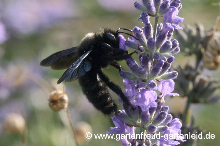 Xylocopa violacea, die Blauschwarze Holzbiene, (hier ein Männchen) auf Lavandula angustifolia (Echter Lavendel)