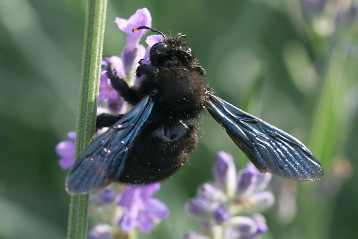 Blauschwarze Holzbiene (Xylocopa violacea)
